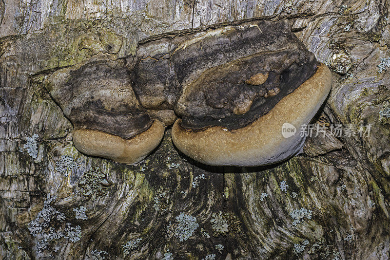 Fomitopsis pinicola，是一种茎腐真菌。它的子实体，被称为红带子实体，是一种polypore蘑菇，发现于阿拉斯加的死树上。锡特卡的声音,阿拉斯加。